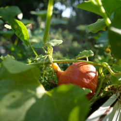 Unser Gemüsegarten...